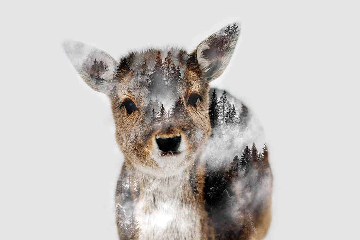 A Deer Is Standing In The Snow Wallpaper