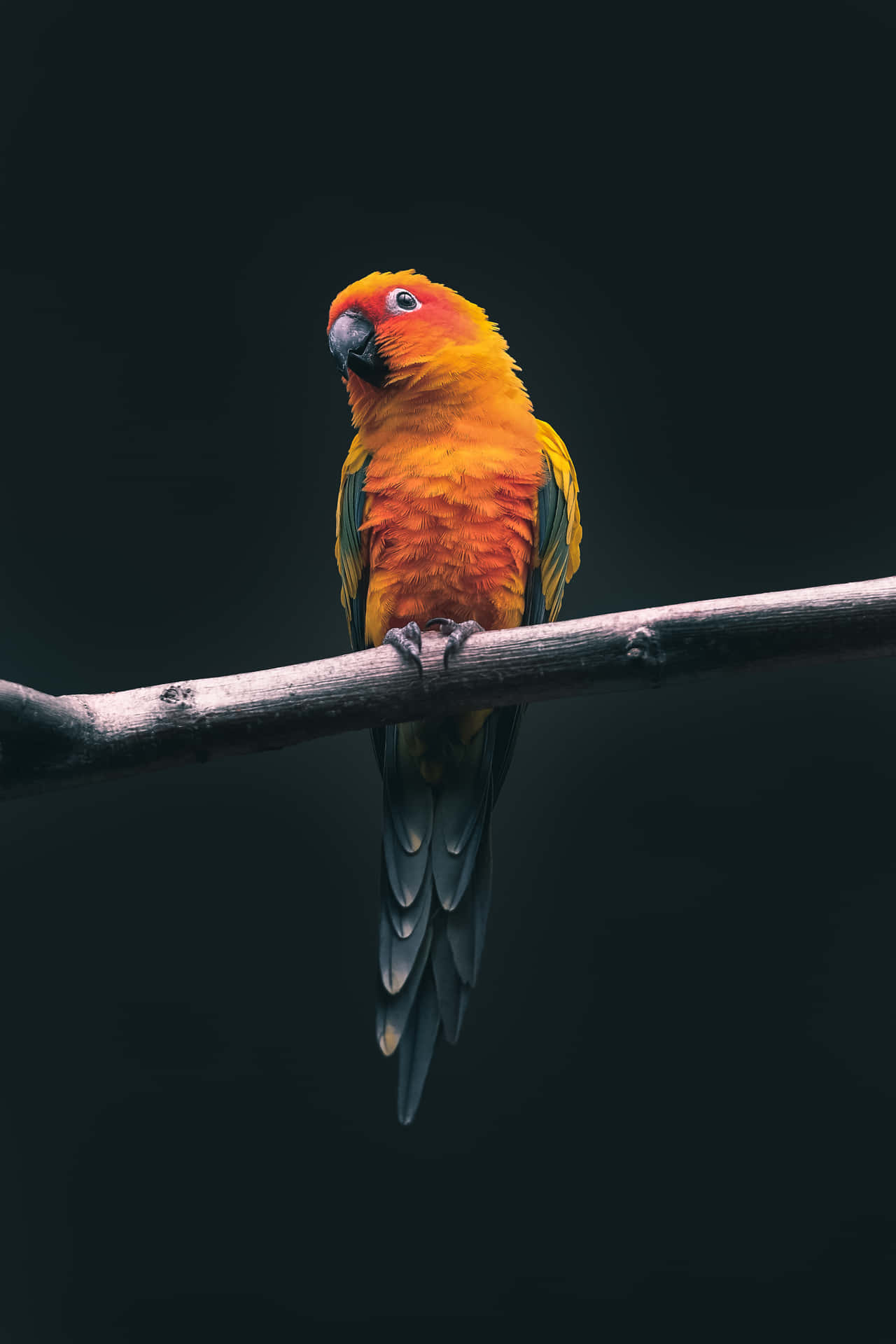 En farverig fugl siddende på en gren Wallpaper