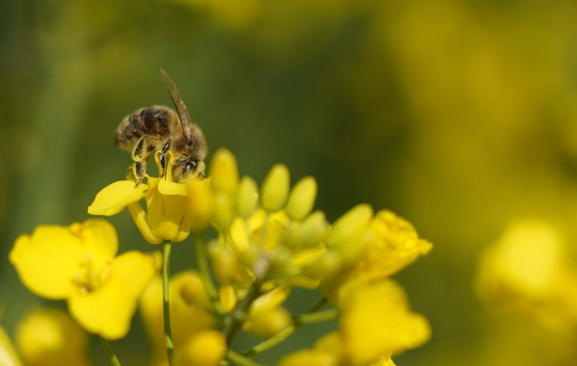 Schönsterbienen- Und Blumen-desktop Wallpaper