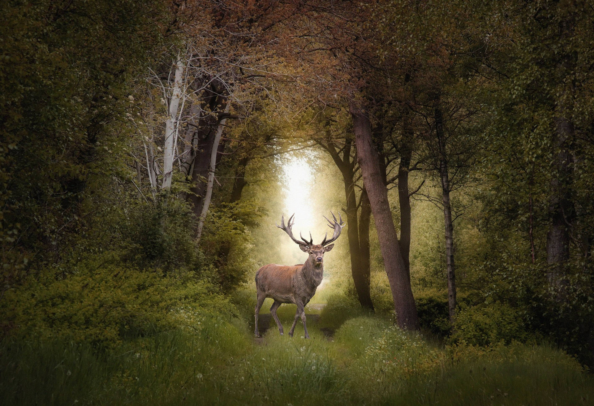 Most Beautiful Desktop Deer In Forest Wallpaper