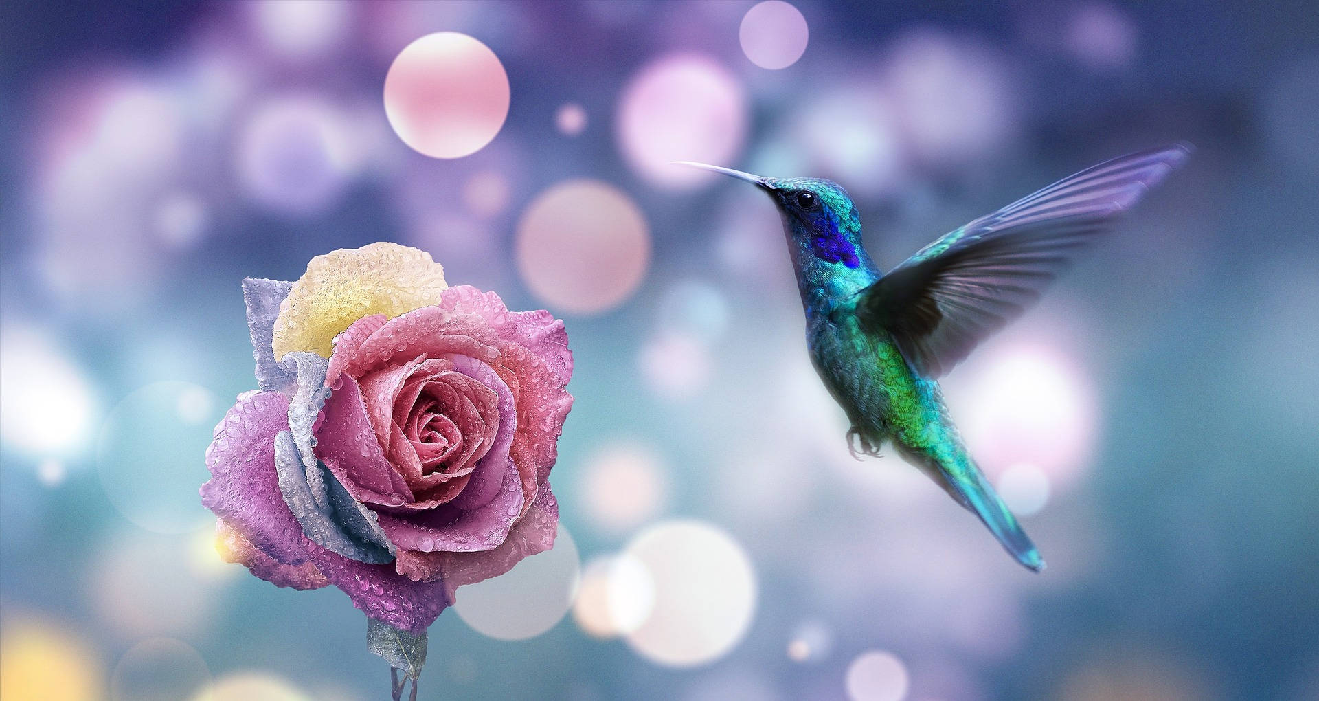Most Beautiful Desktop Hummingbird Hovering Wallpaper