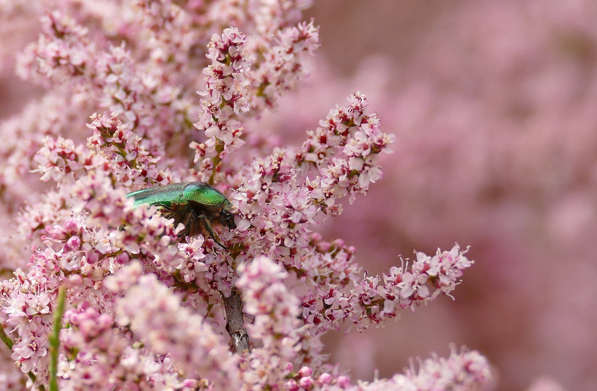 Schönsterdesktop Mit Insekten Und Blumen Wallpaper