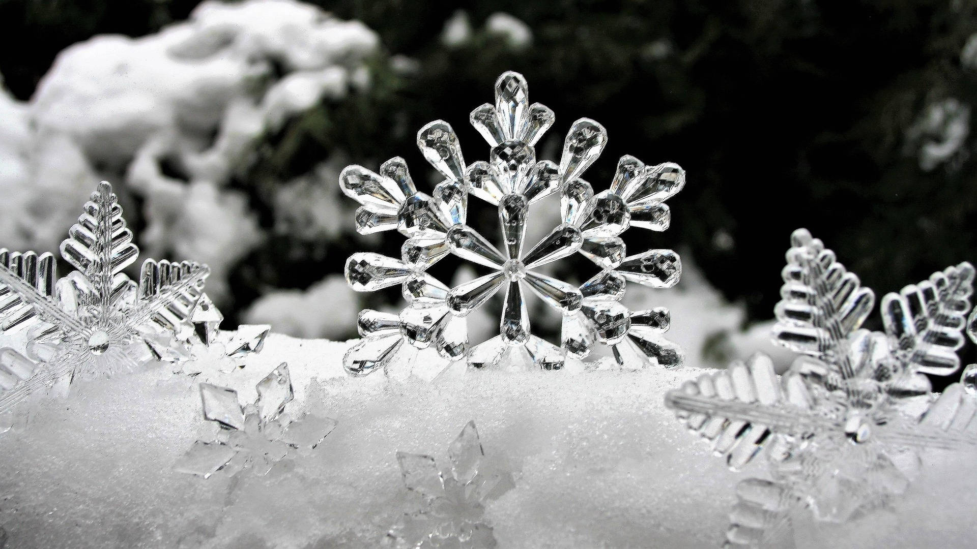 Most Beautiful Desktop Snowflakes Close-Up Wallpaper