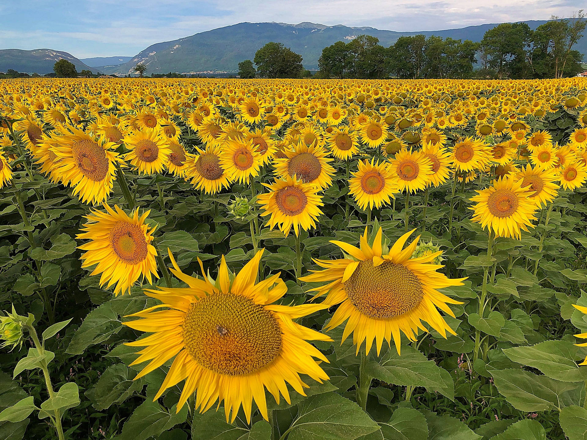 Most Beautiful Desktop Sunflower Field Background