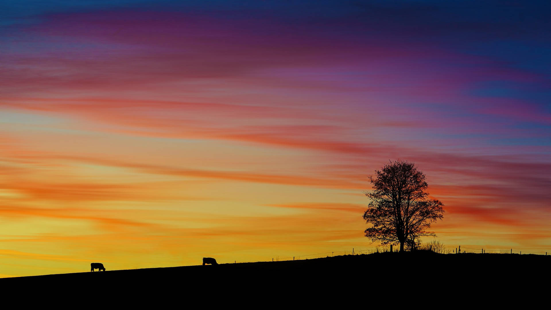 Most Beautiful Desktop Sunset Silhouettes Wallpaper