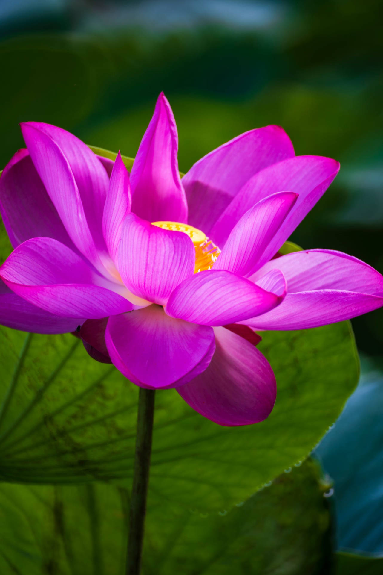 Most Beautiful Hd Blooming Water Lily Wallpaper