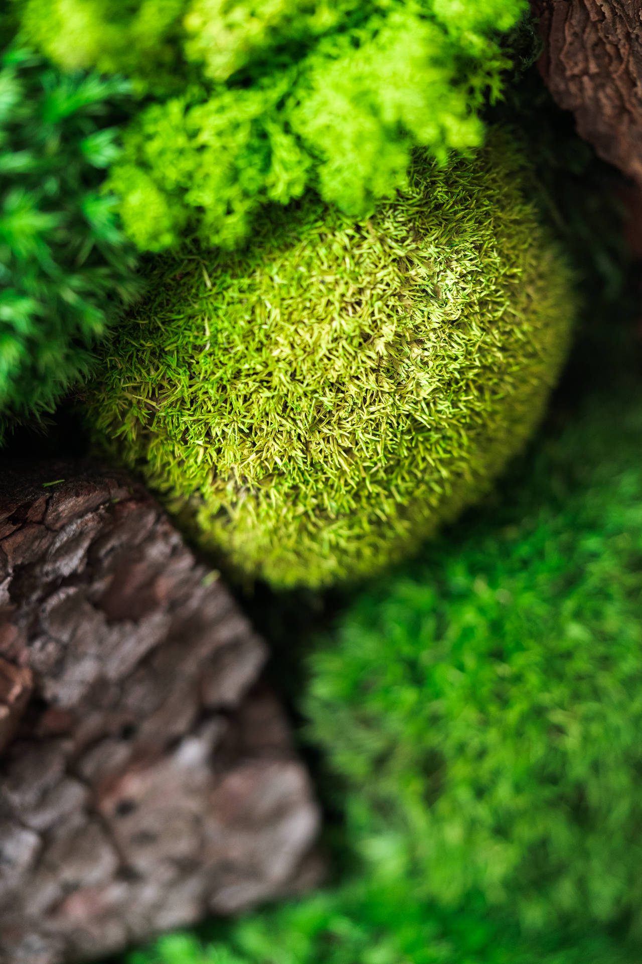 Mest smukke HD grøn moss natur Tapet Wallpaper