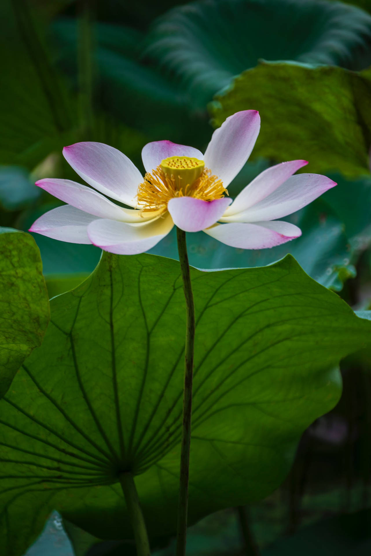 Schönstehd-lotuspflanze Wallpaper