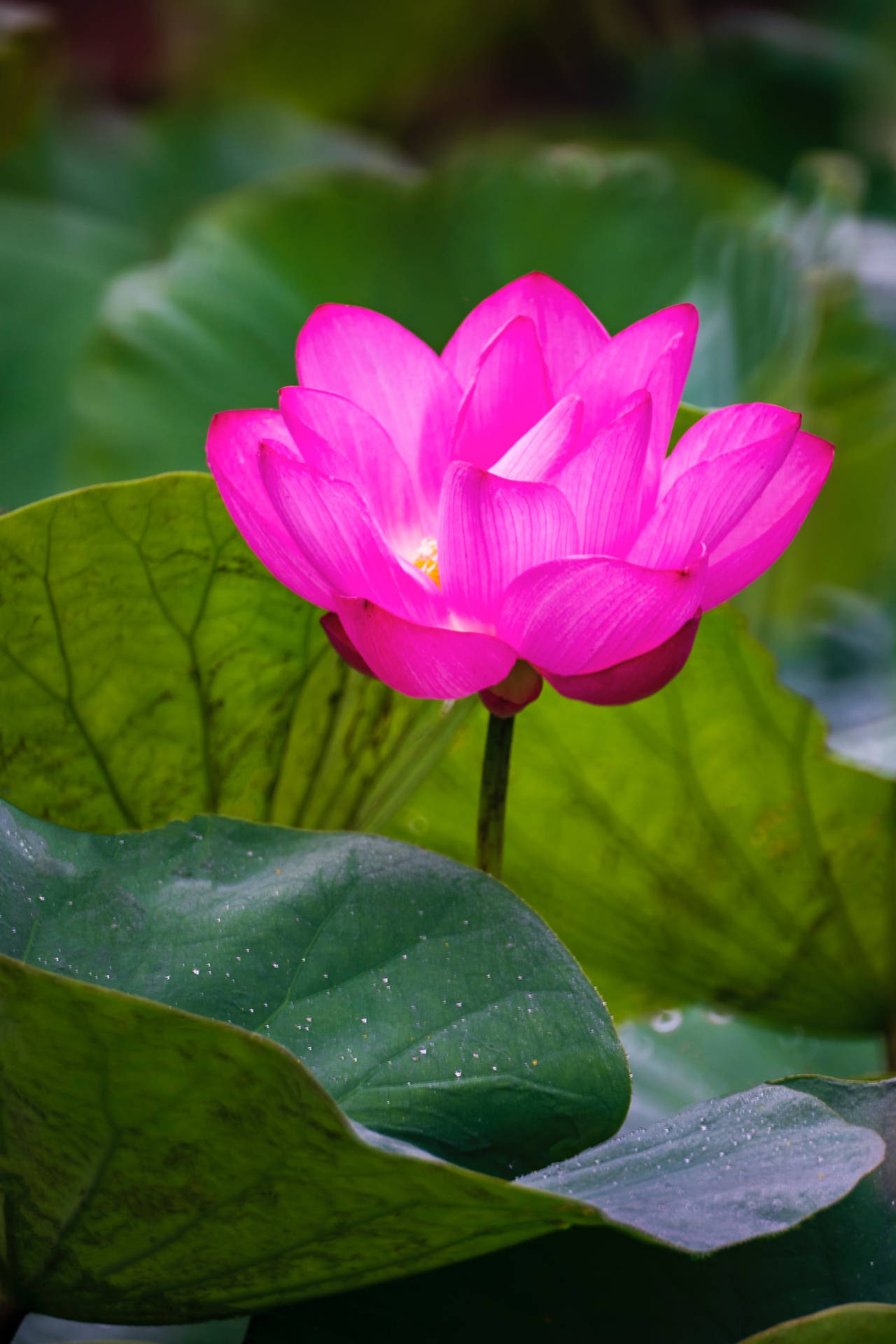 Den mest smukke HD Pink Lotus Flower Wallpaper Wallpaper