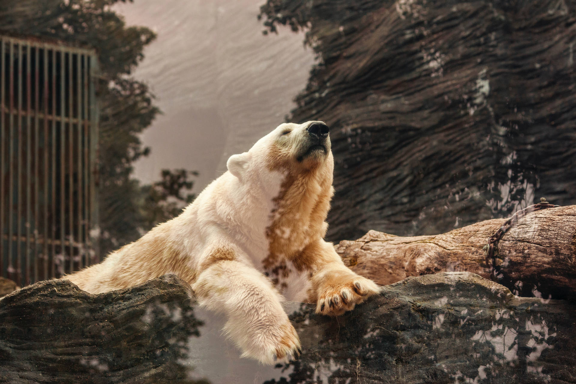 Denvackraste Hd-isbjörnen. Wallpaper