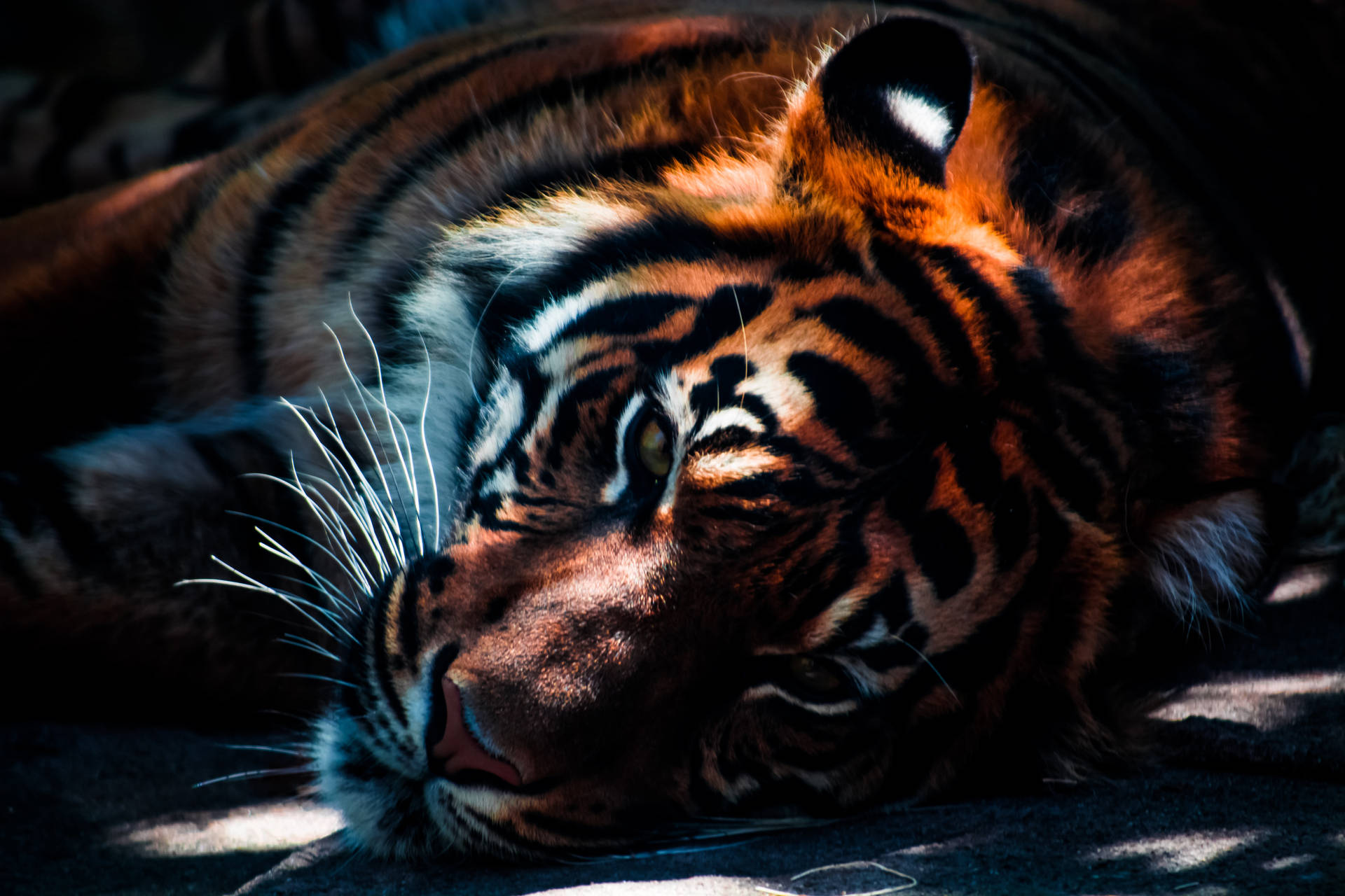 Den mest smukke HD Sumatra Tigre Tapet Wallpaper