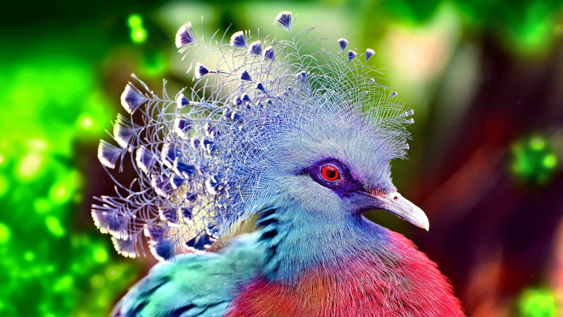 Download Most Beautiful Hd Victoria Crowned Pigeon Wallpaper | Wallpapers .com
