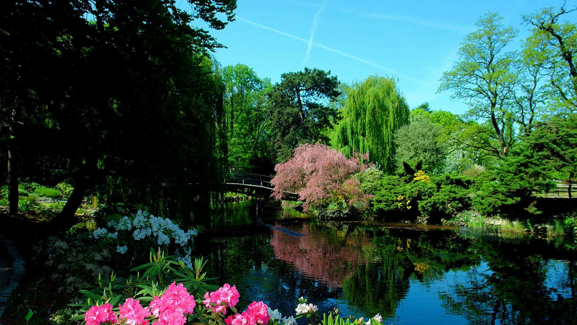 A Pond With Flowers And Trees In The Background Wallpaper