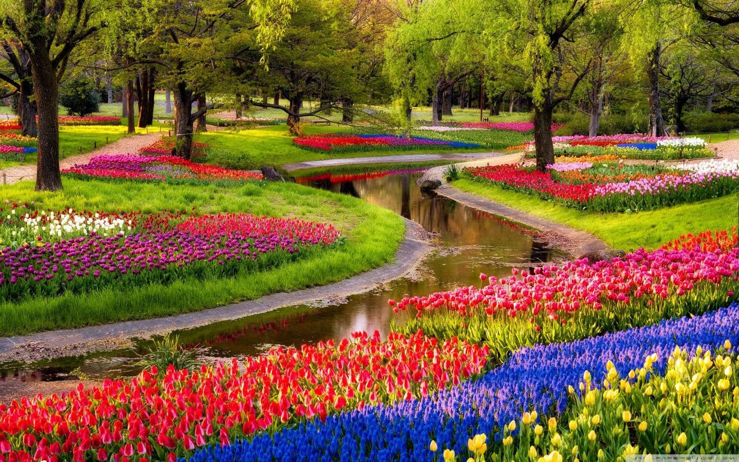 Most Beautiful Spring Tulip Garden Wallpaper