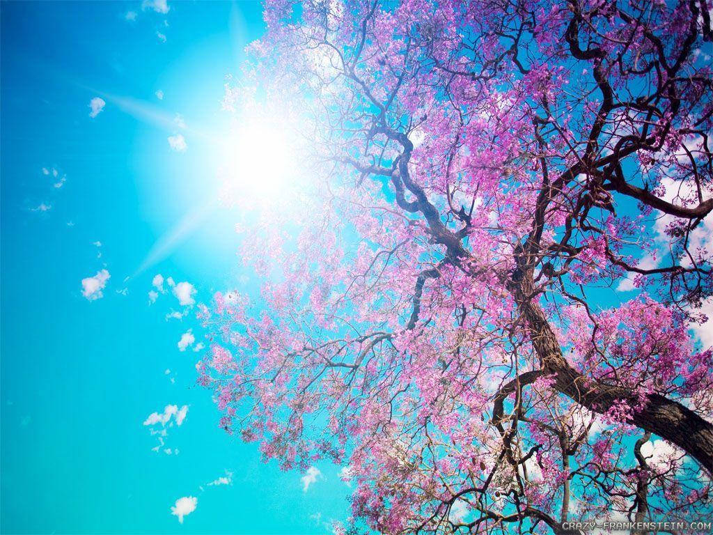 Nature, Spring, Blossom background | TOP Free images