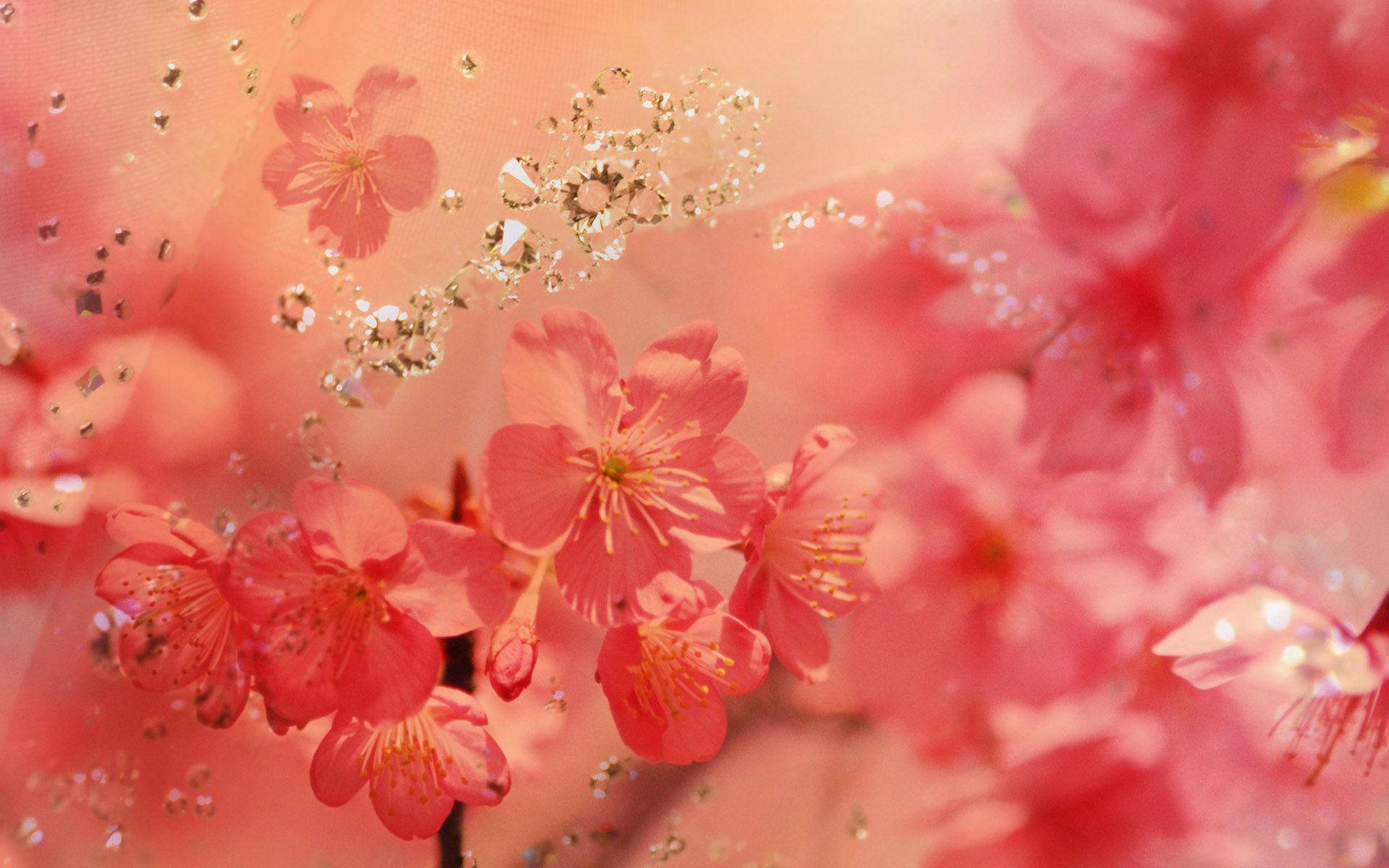 Nyd skønheden fra forår med en følsom blomst tapet. Wallpaper