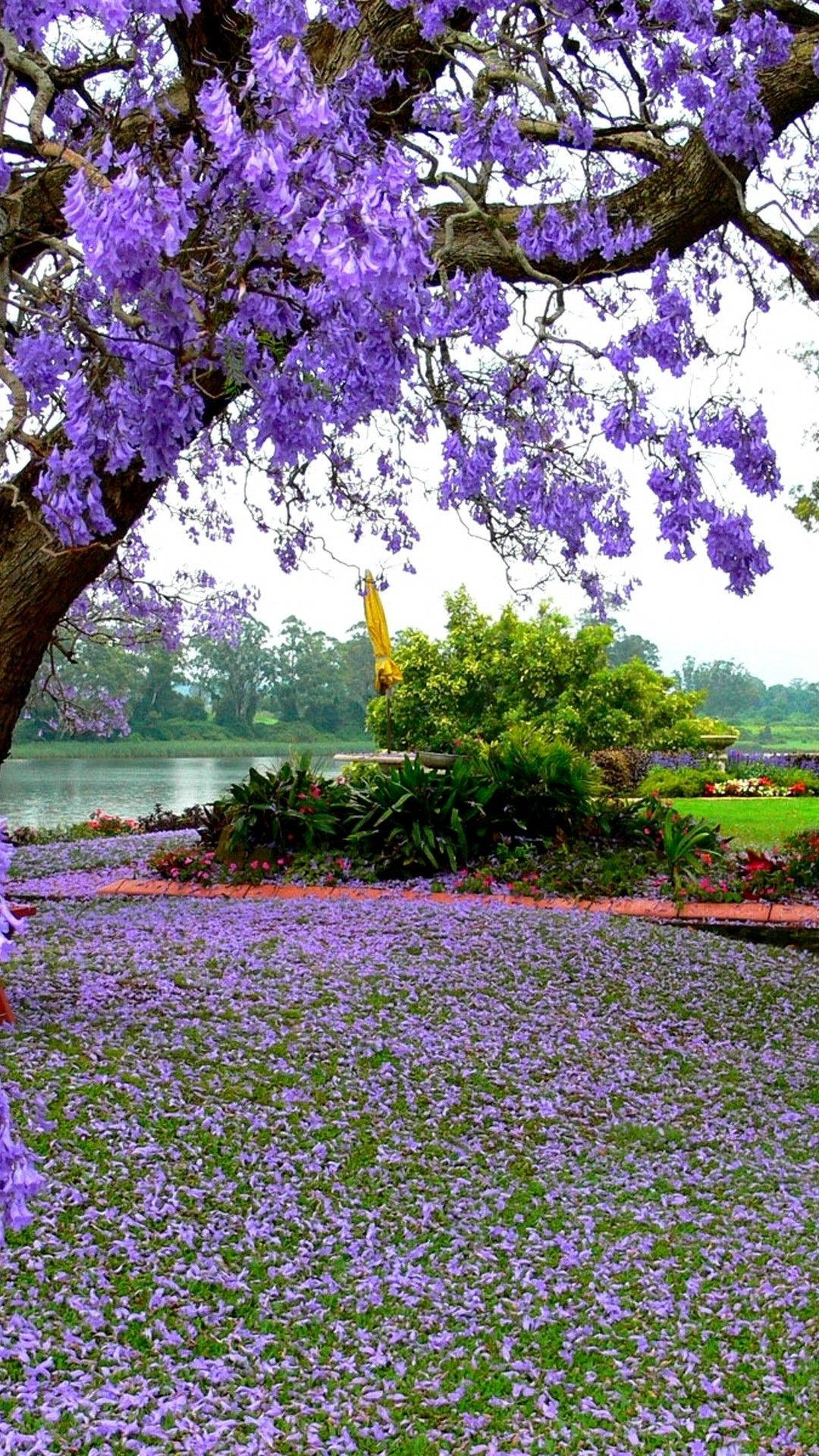 En lilla træ med lilla blomster i græsset Wallpaper