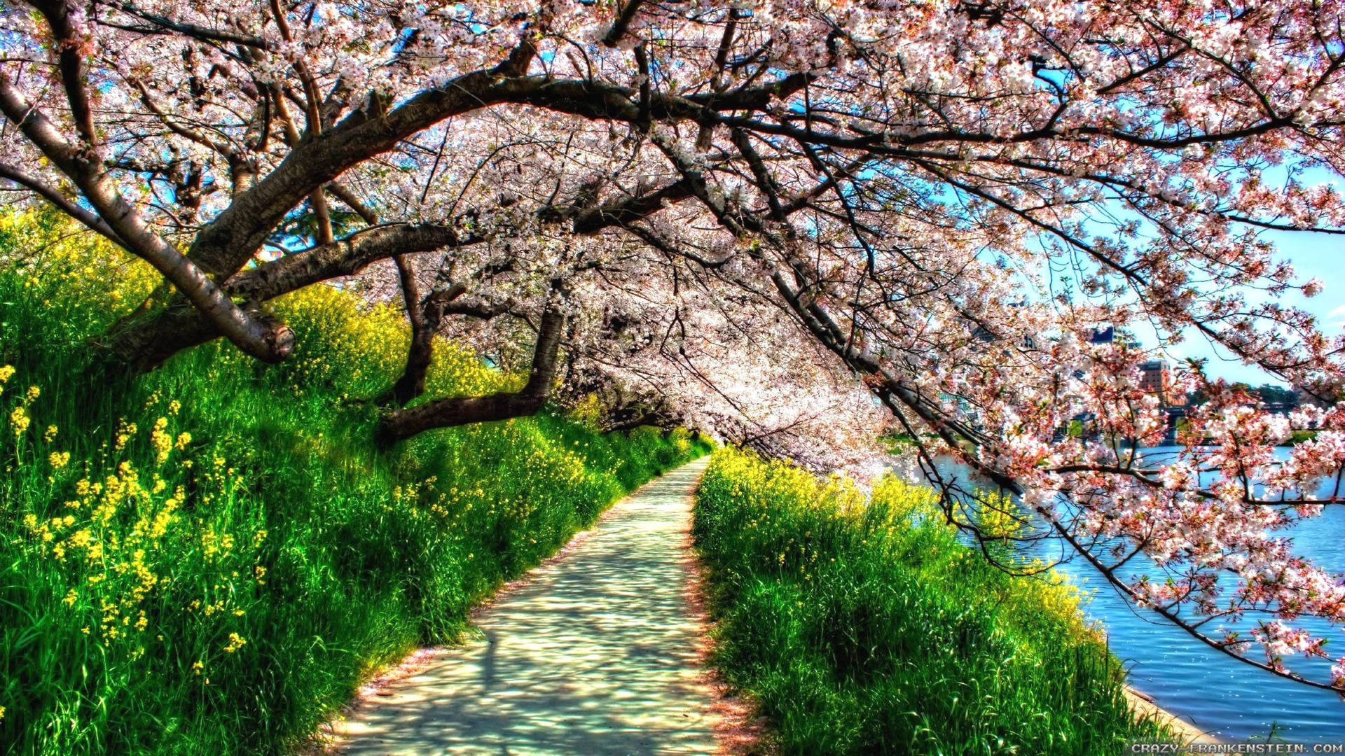 Enjoy the fresh blooms of beautiful spring Wallpaper