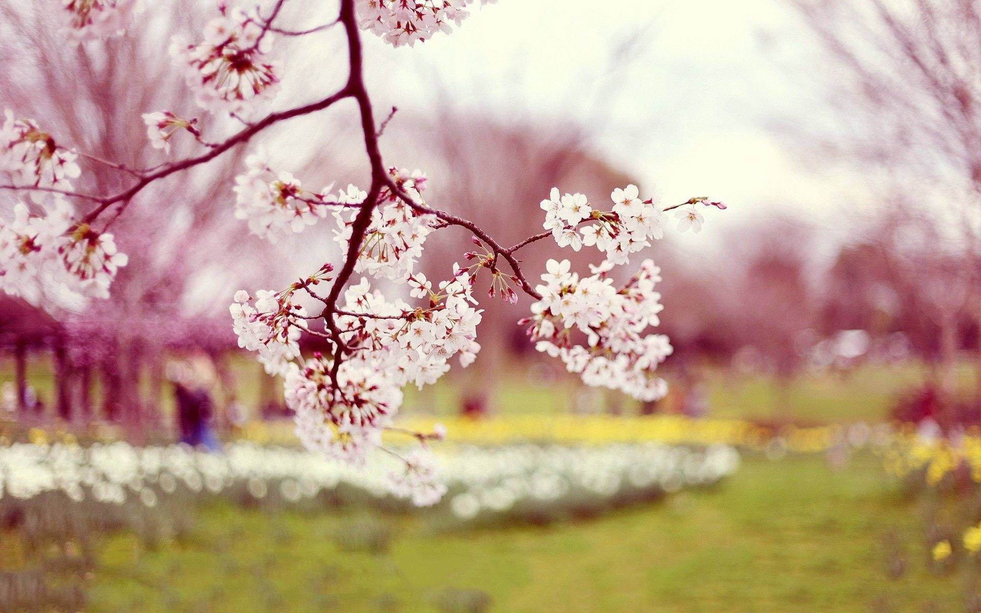 Enjoy The Beauty Of A Blossoming Spring Wallpaper