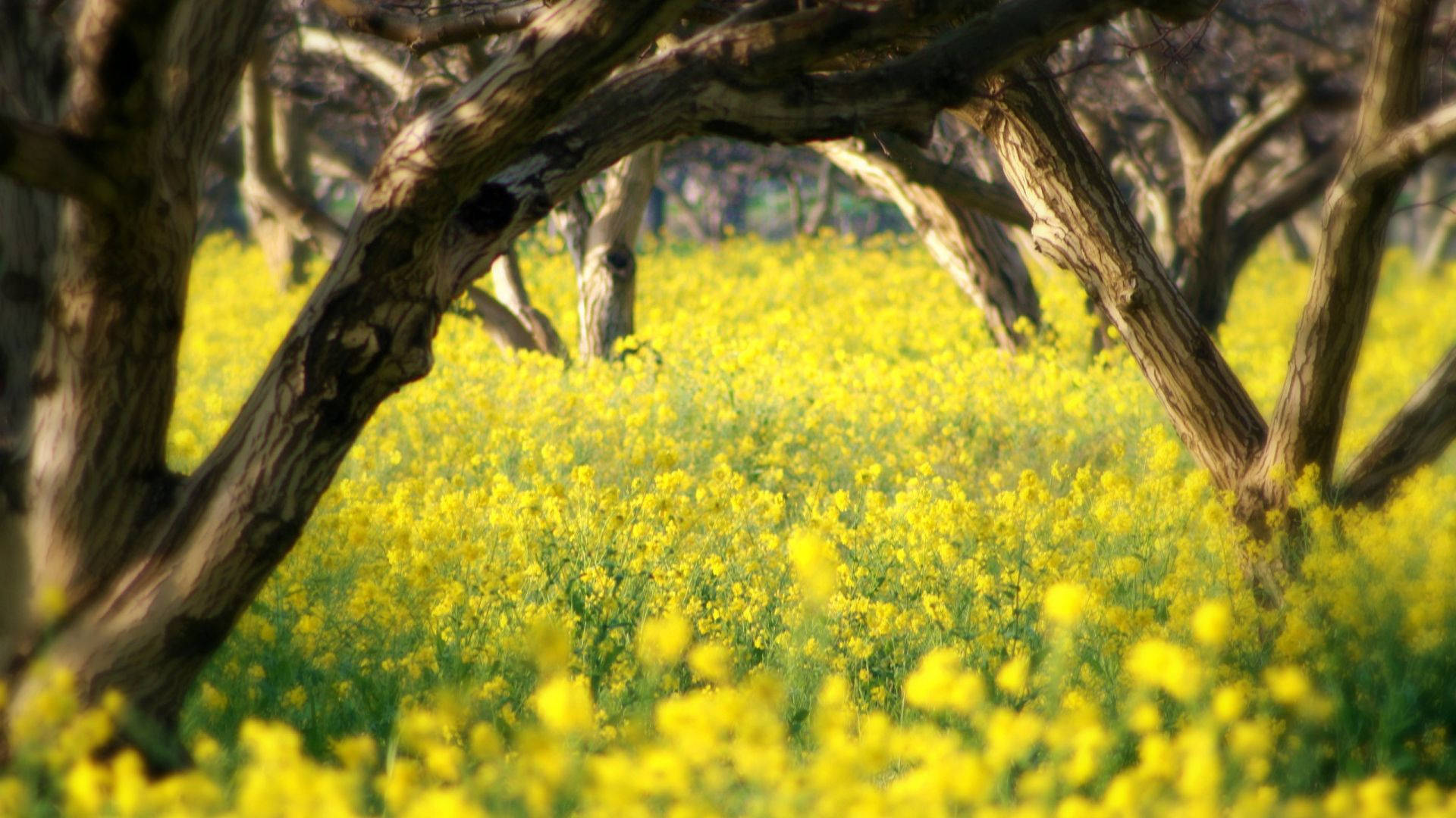 Lapradera Amarilla Más Hermosa De La Primavera. Fondo de pantalla