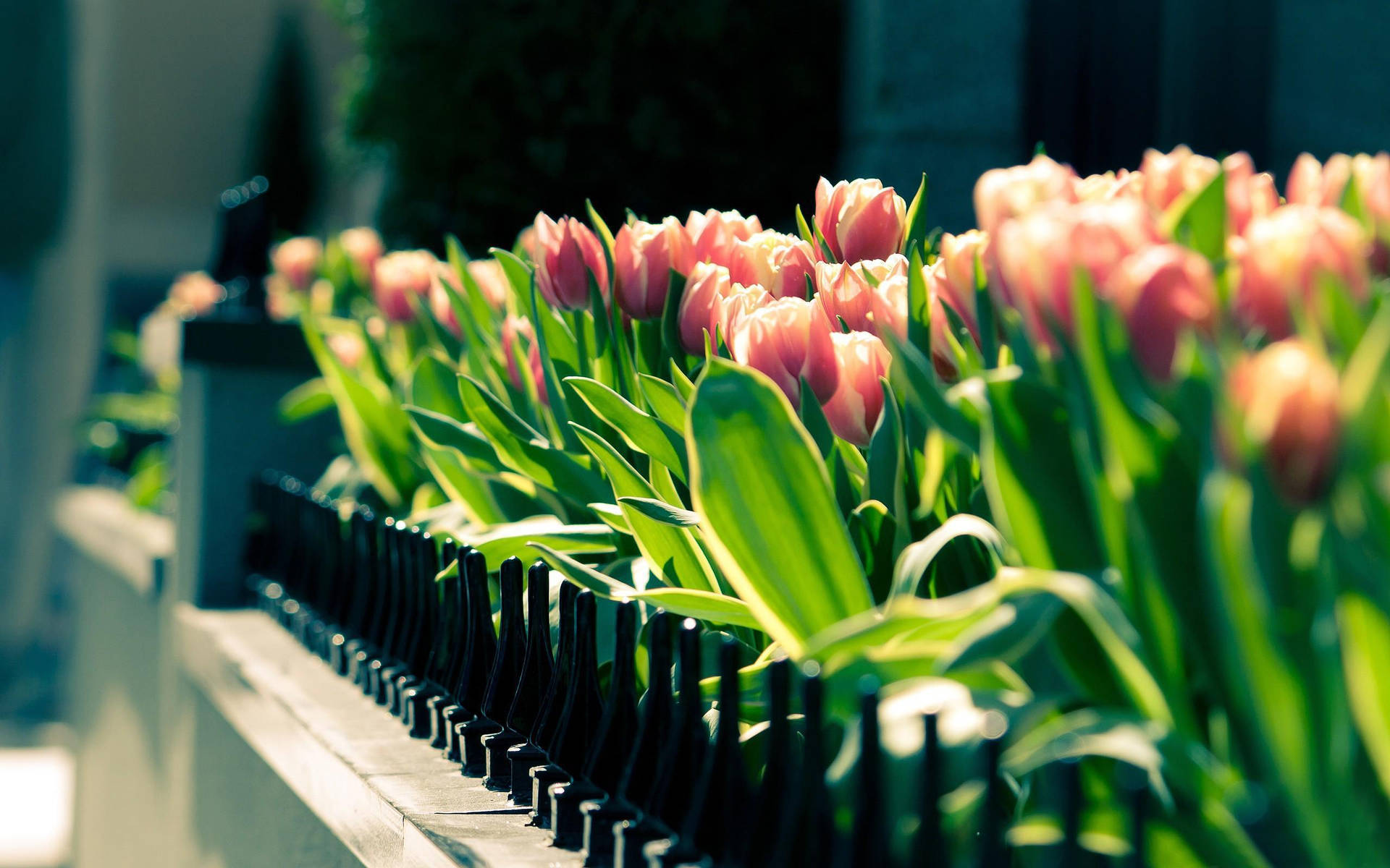 Ilgiardino Di Primavera Più Bello Con I Tulipani. Sfondo