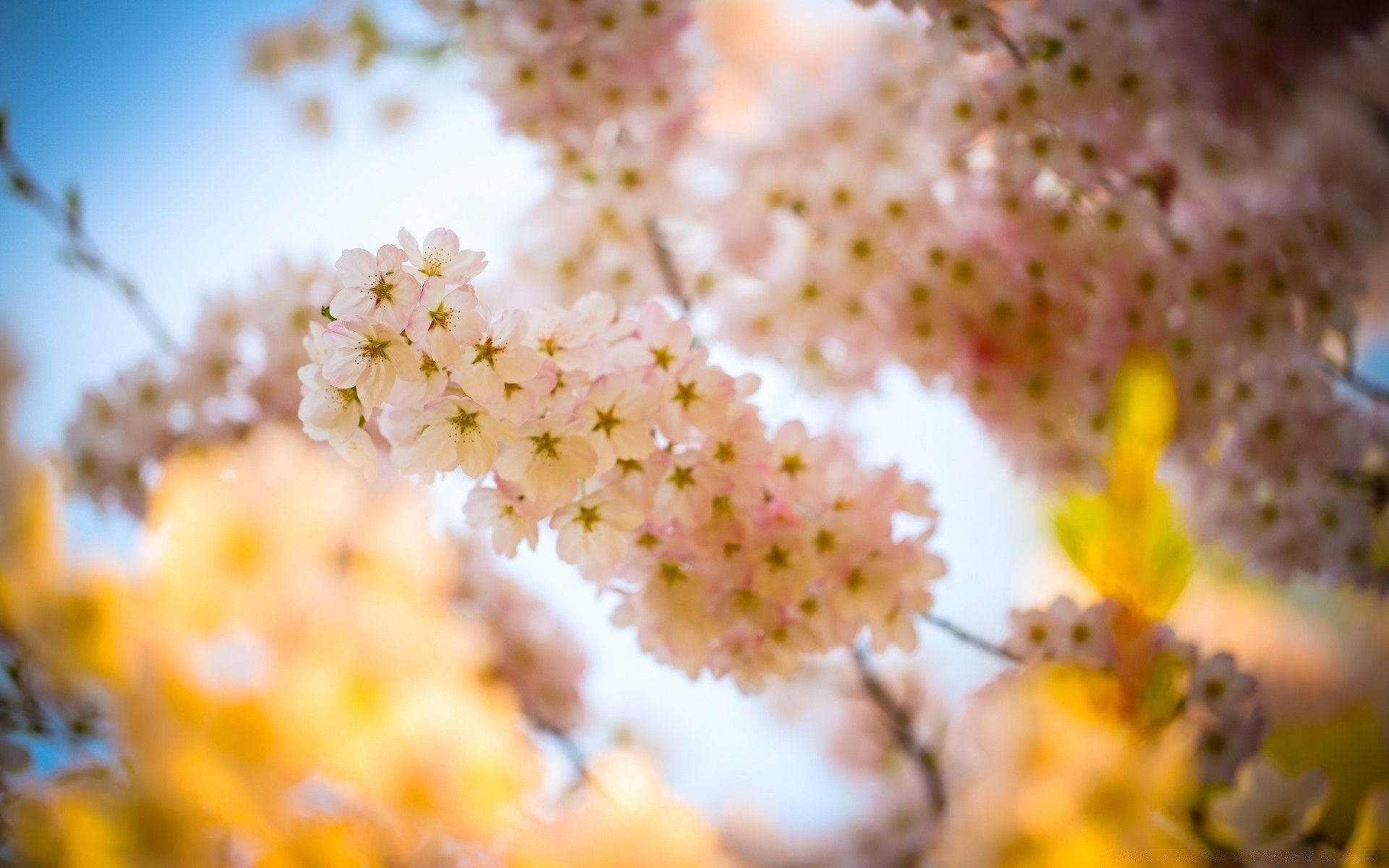Lasflorecientes Flores De Cerezo Más Hermosas De La Primavera Fondo de pantalla