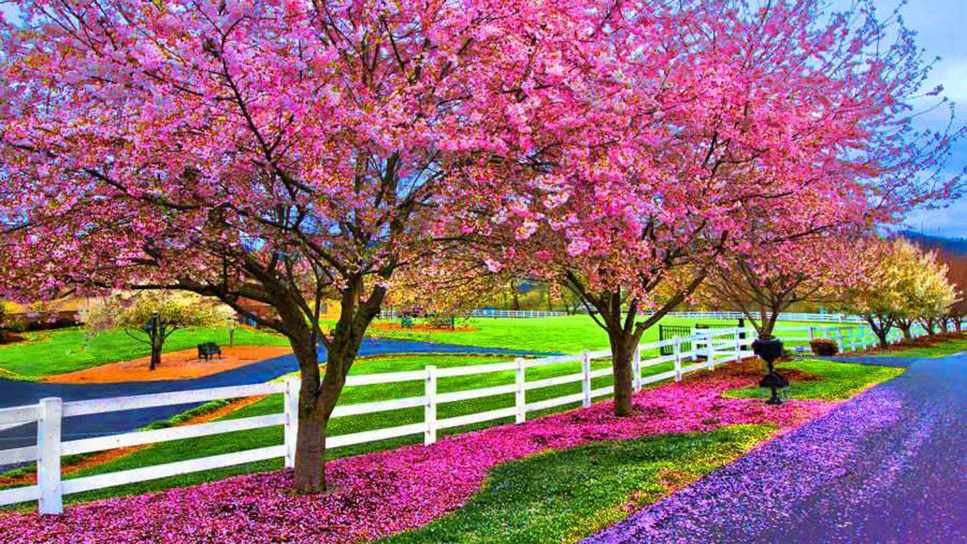 Most Beautiful Spring At The Farm Wallpaper