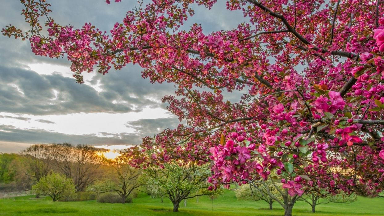 Most Beautiful Spring Scenery Wallpaper