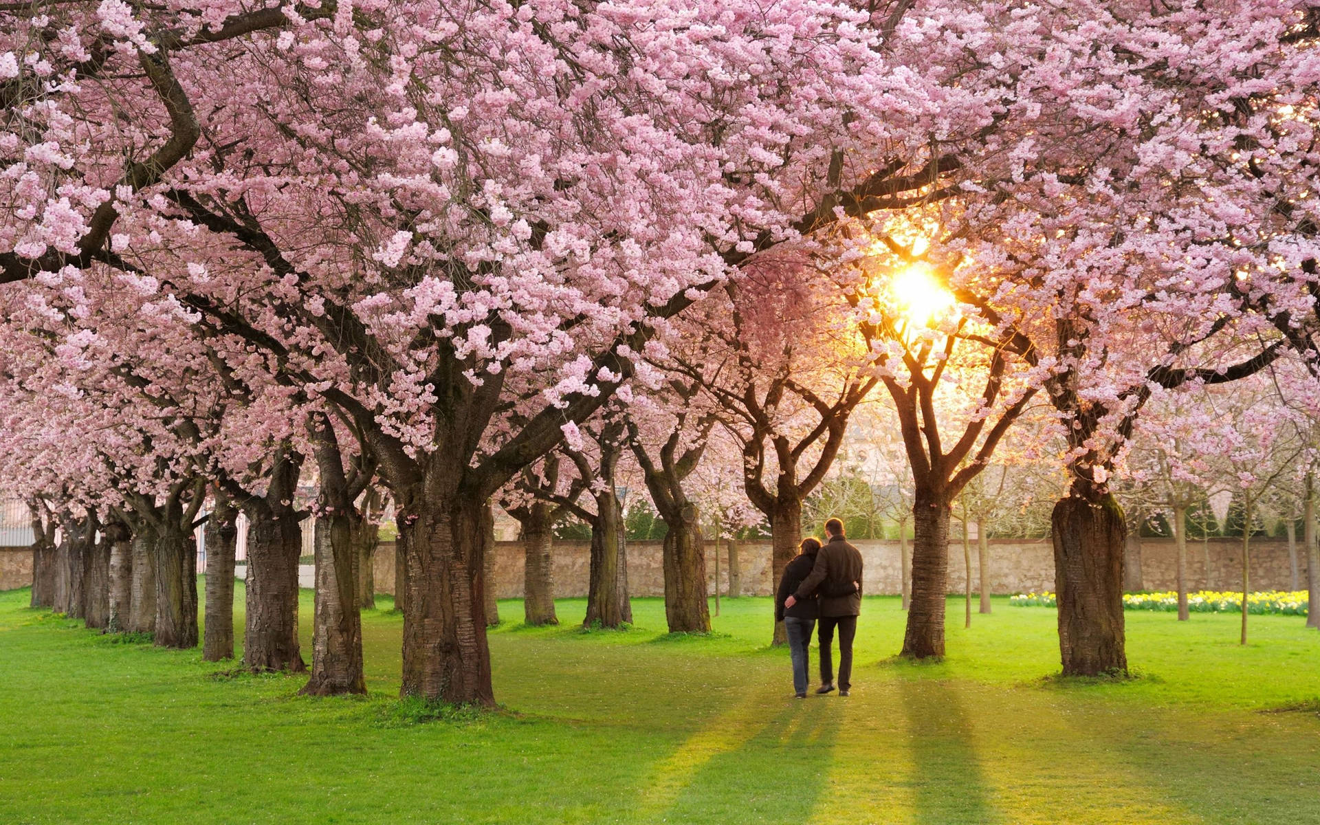 Ettpar Som Promenerar Genom En Park Med Körsbärsträd. Wallpaper