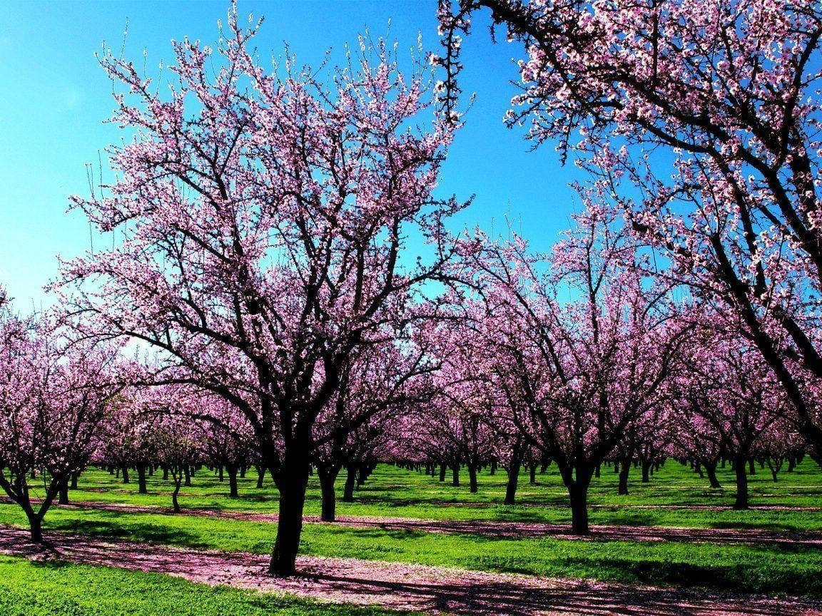 Lascena Più Bella Della Primavera Con Fiori In Fiore E Vegetazione Lussureggiante Sfondo