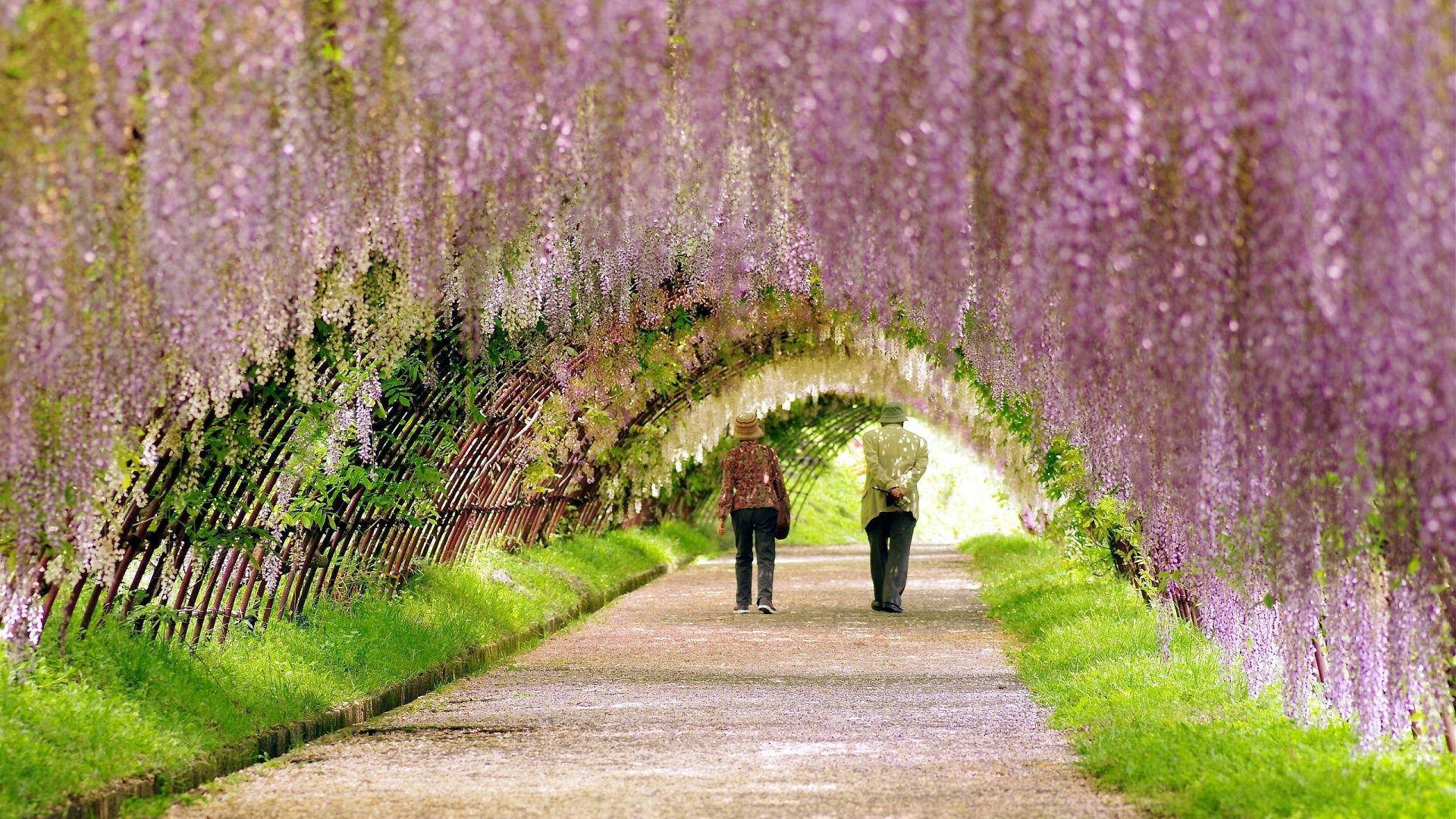 Most Beautiful Spring In Kawachi Wisteria Garden Wallpaper