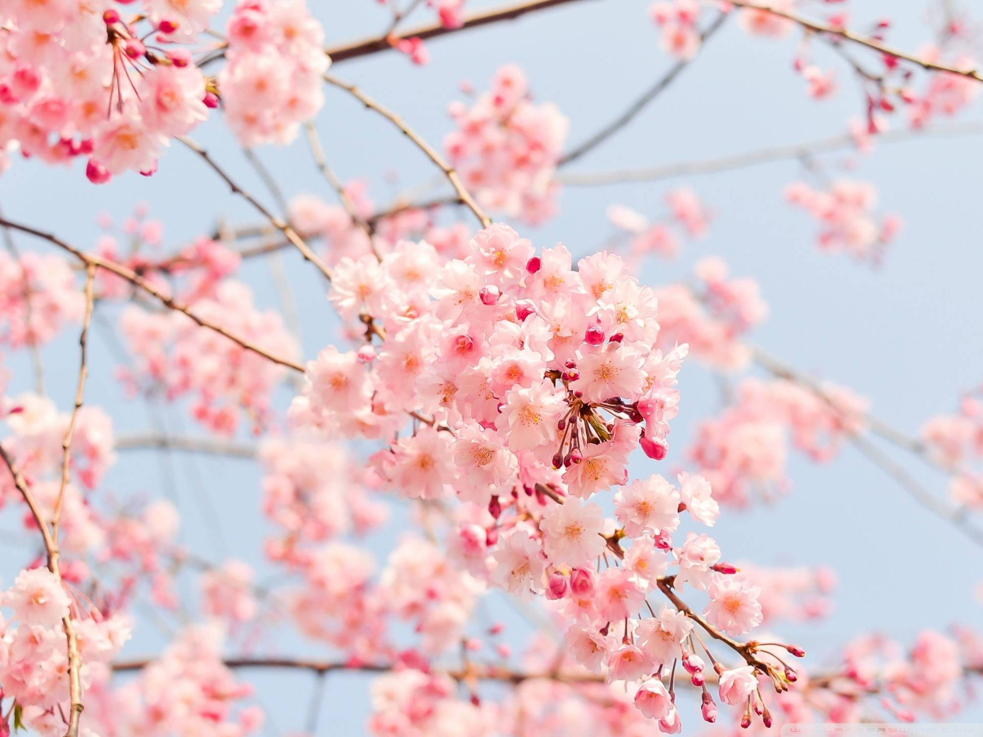 Lasmás Hermosas Flores De Cerezo Rosadas De Primavera Fondo de pantalla