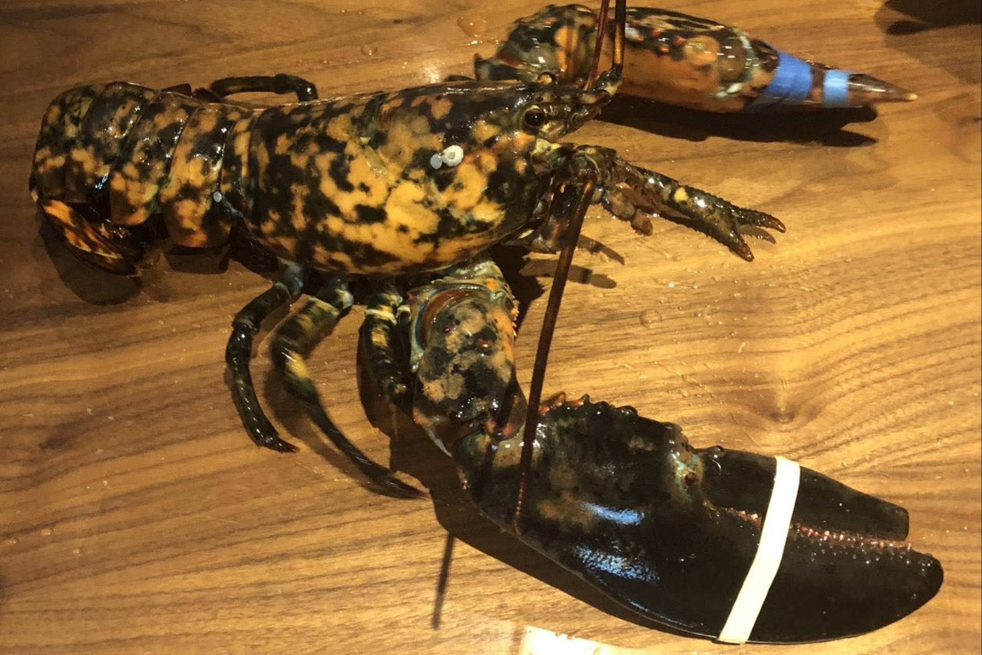 Most Expensive Calico Lobster Wallpaper