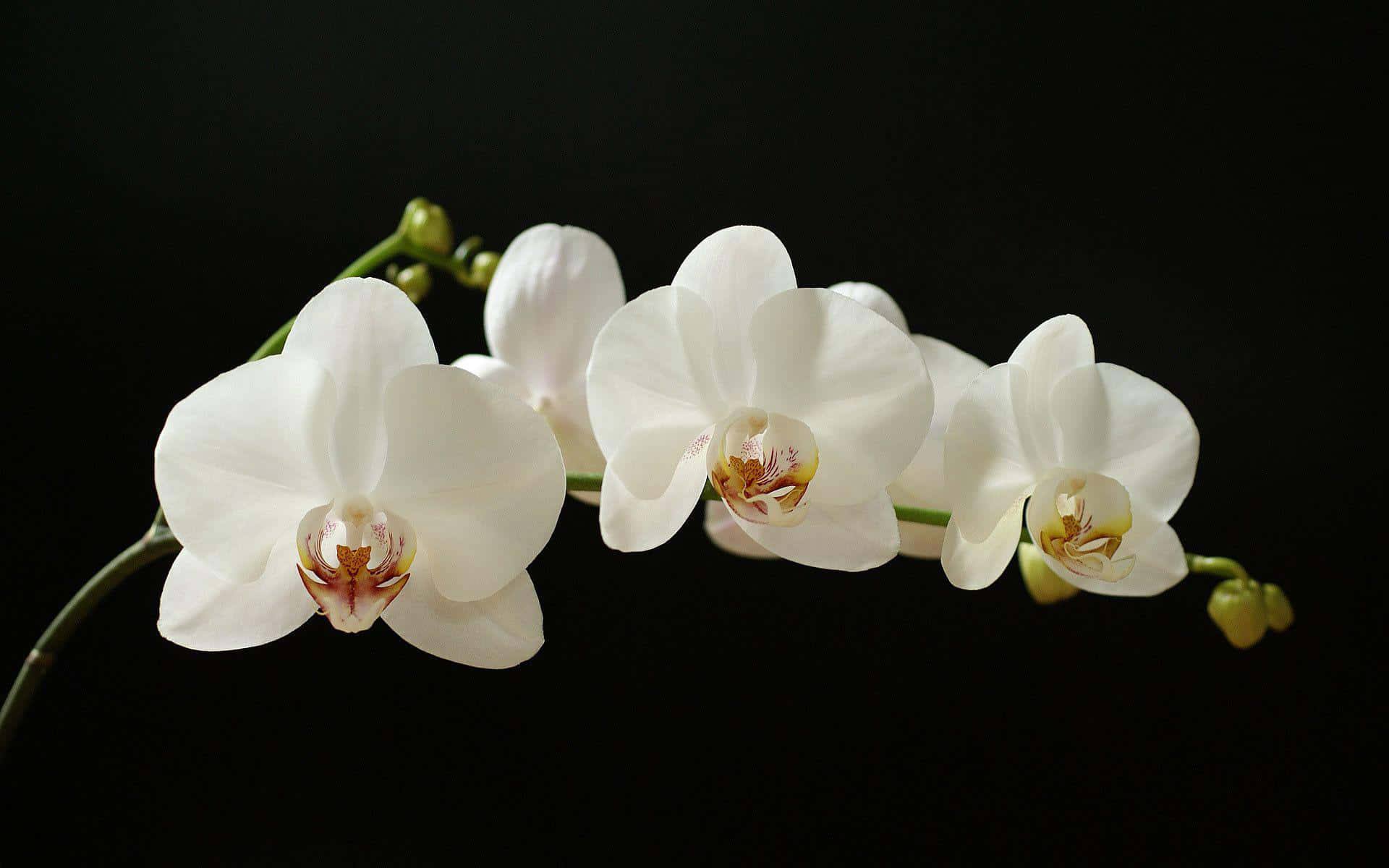 Mostradi Fioriture Di Orchidee Sbalorditive In Pieno Fiore