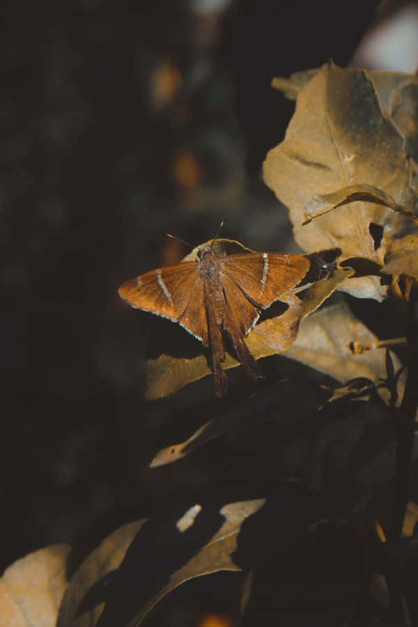 Moth Amongst Autumn Leaves.jpg Wallpaper