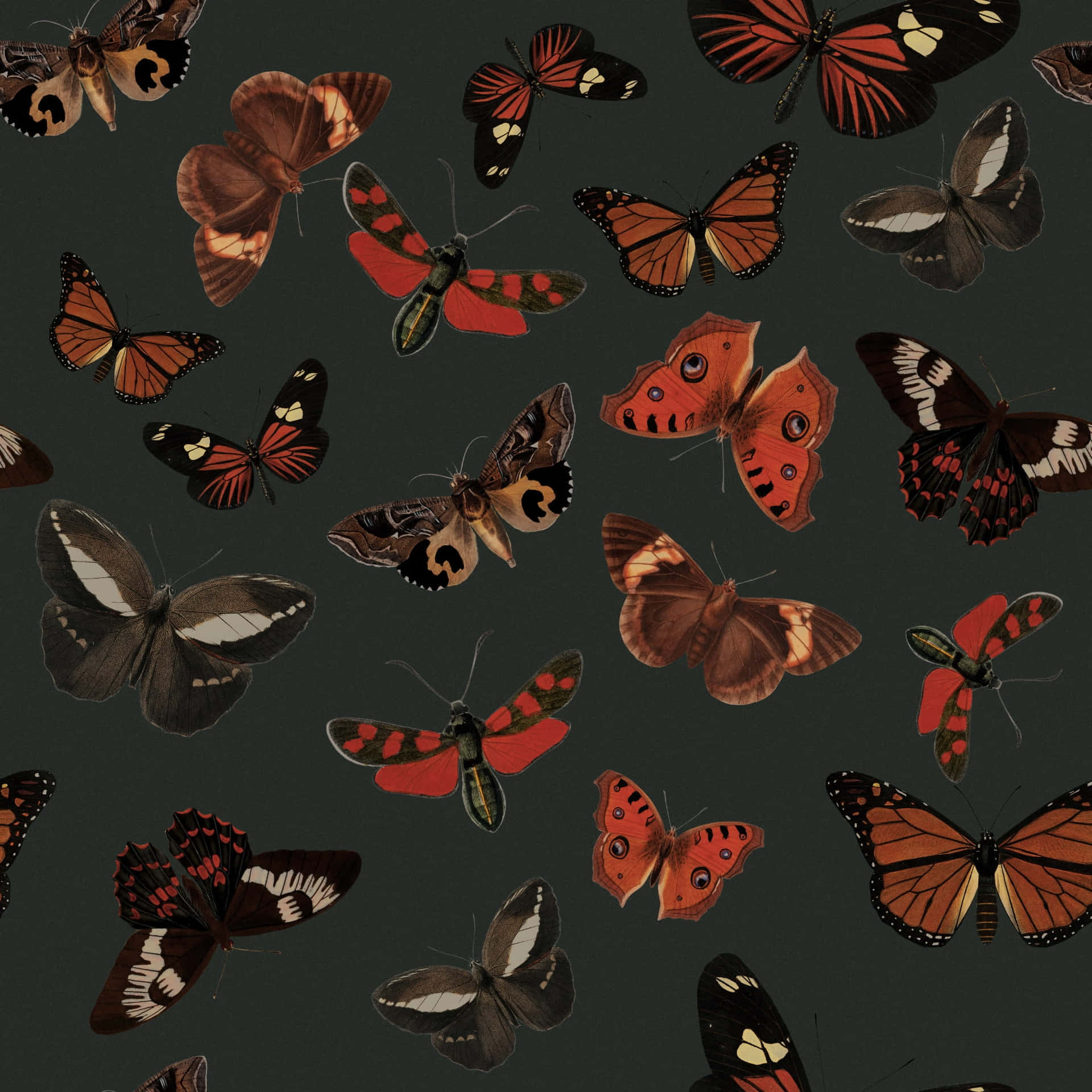 Moth_and_ Butterfly_ Pattern_ Dark_ Background Wallpaper