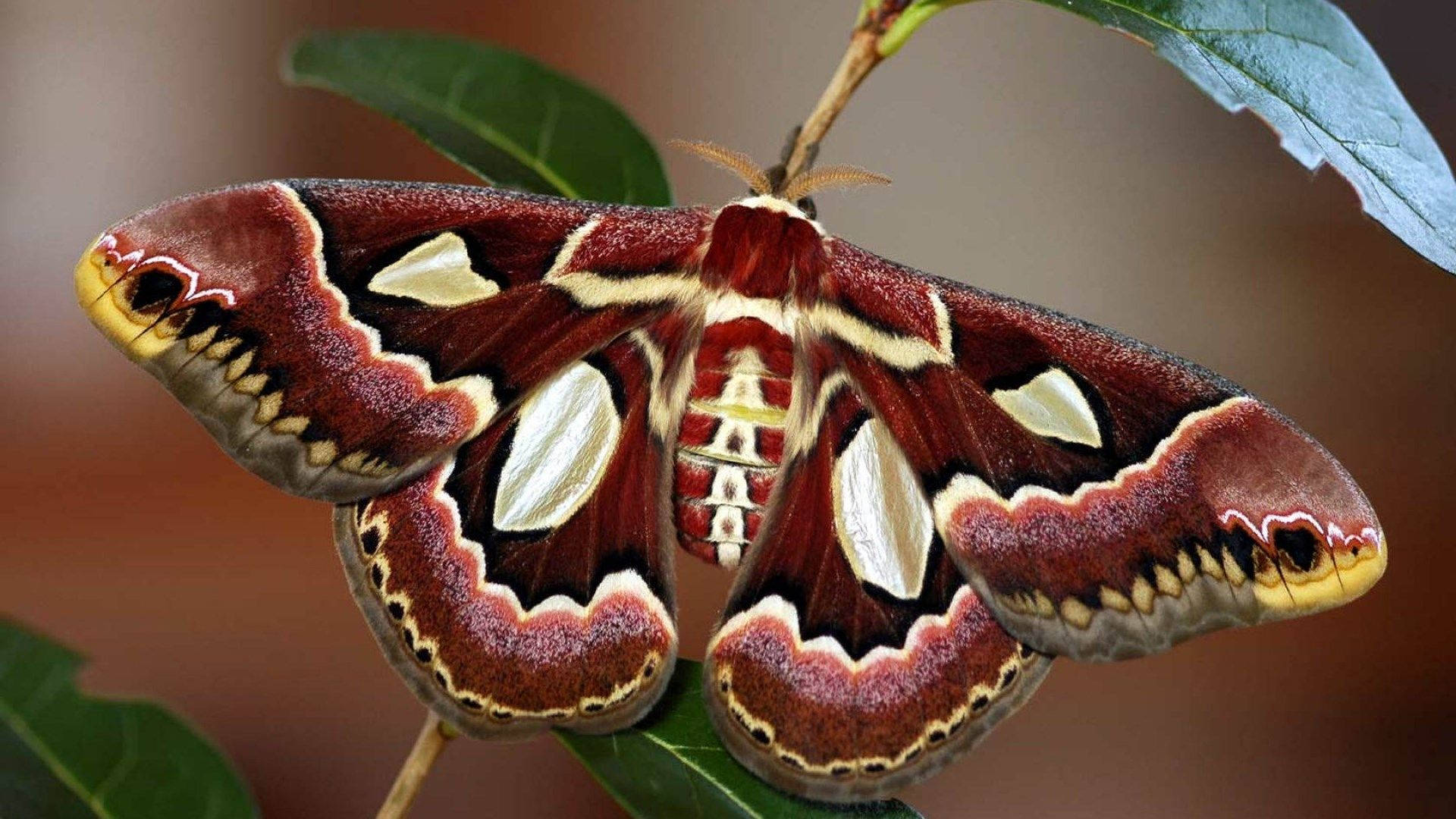 Moth Atlas On A Plant Wallpaper