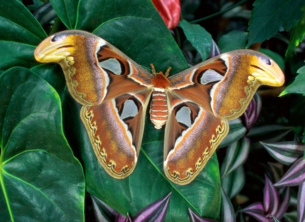 Moth Atlas On Leaf Top View Wallpaper
