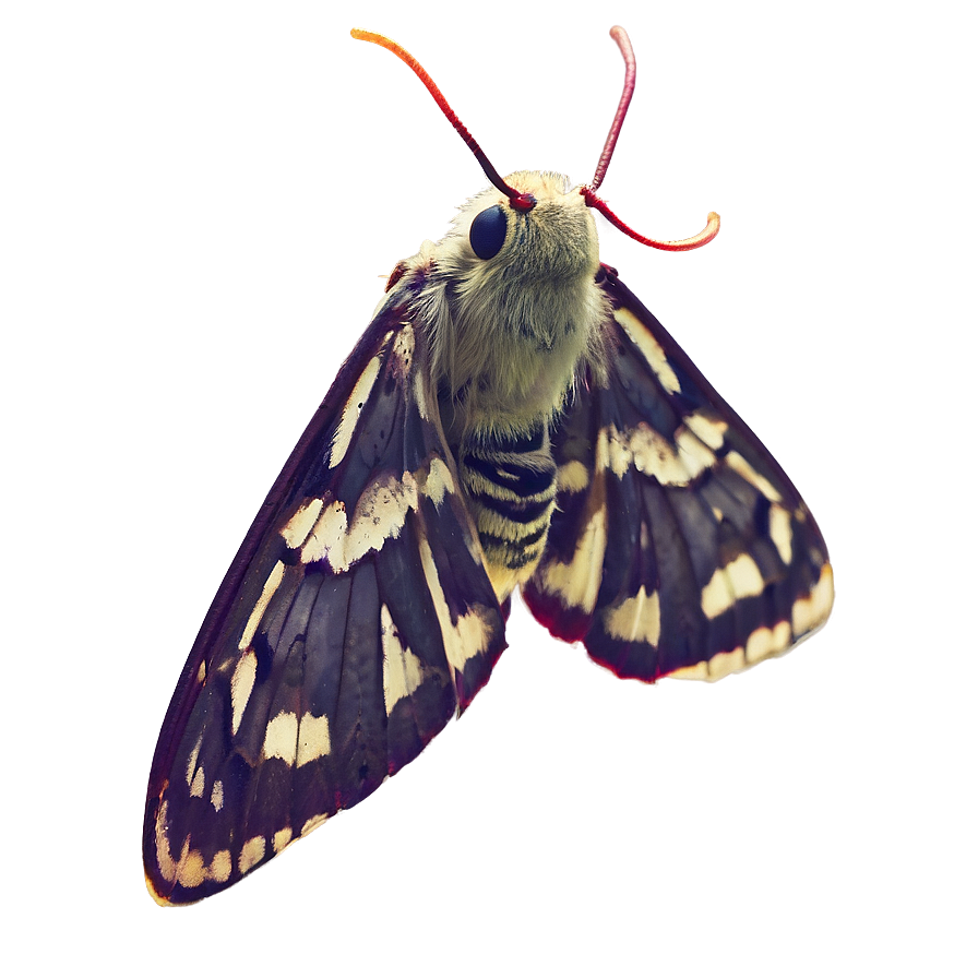 Moth Attracted To Light Png 73 PNG