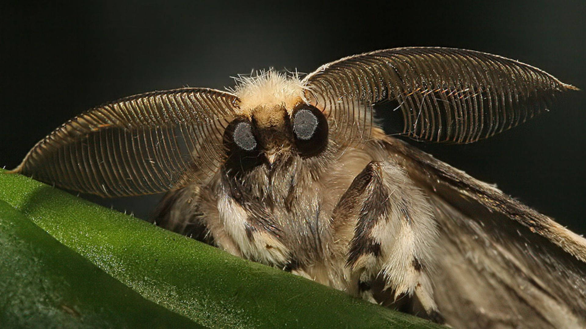 Moth Big Eyes On Leaf Wallpaper