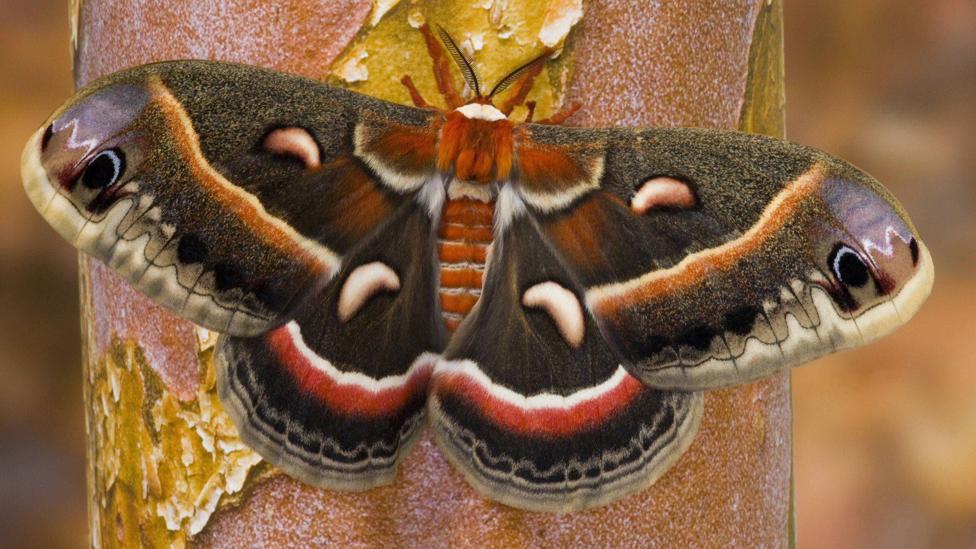 Moth Black Aesthetic On Tree Wallpaper