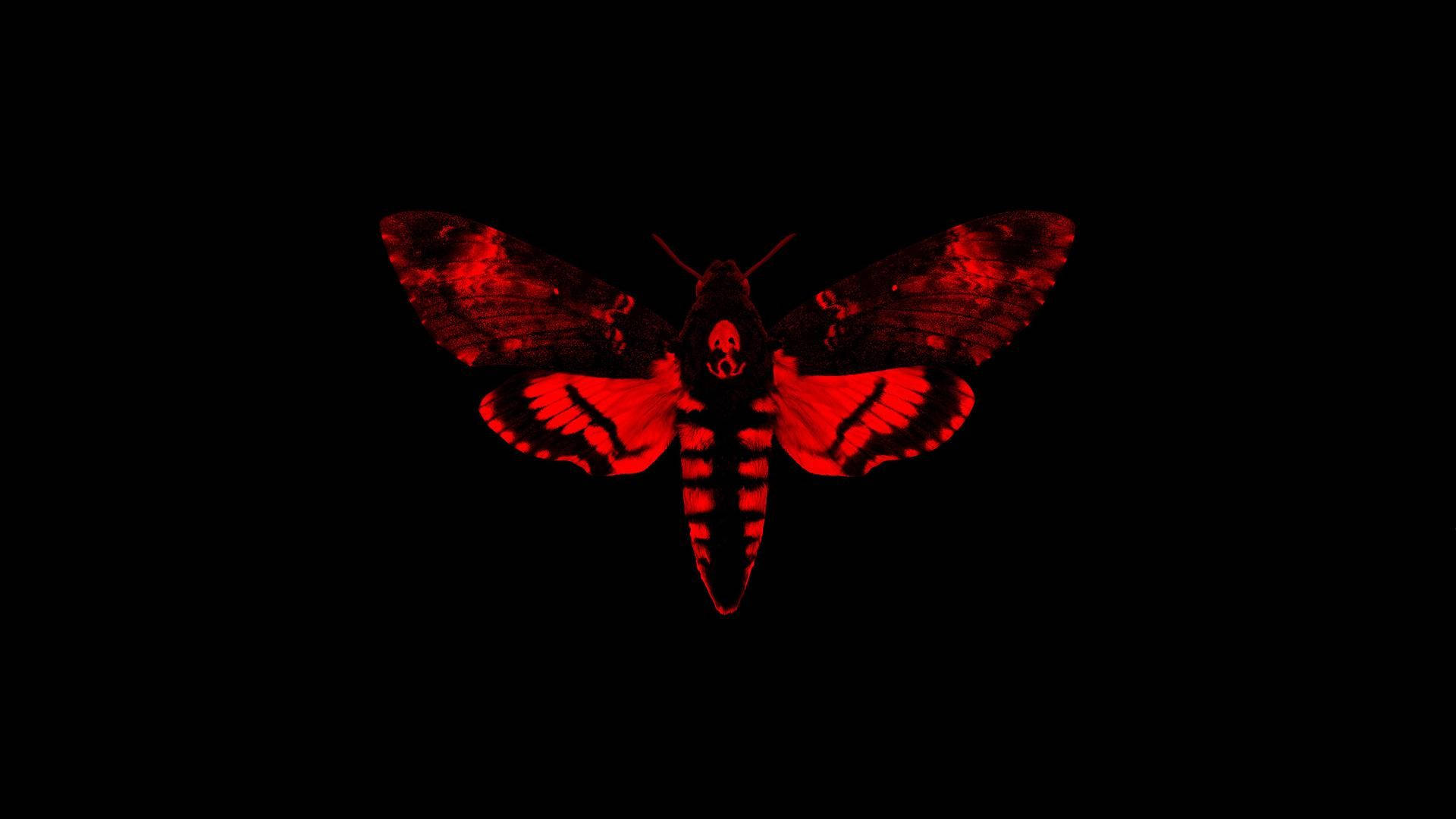 Moth Black And Red Artwork Wallpaper