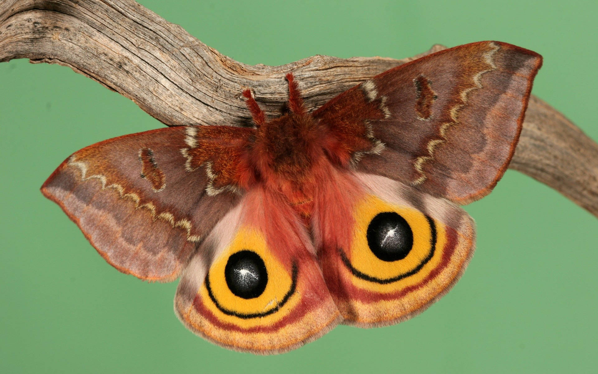 Moth Brown Mimicry On Branch Wallpaper