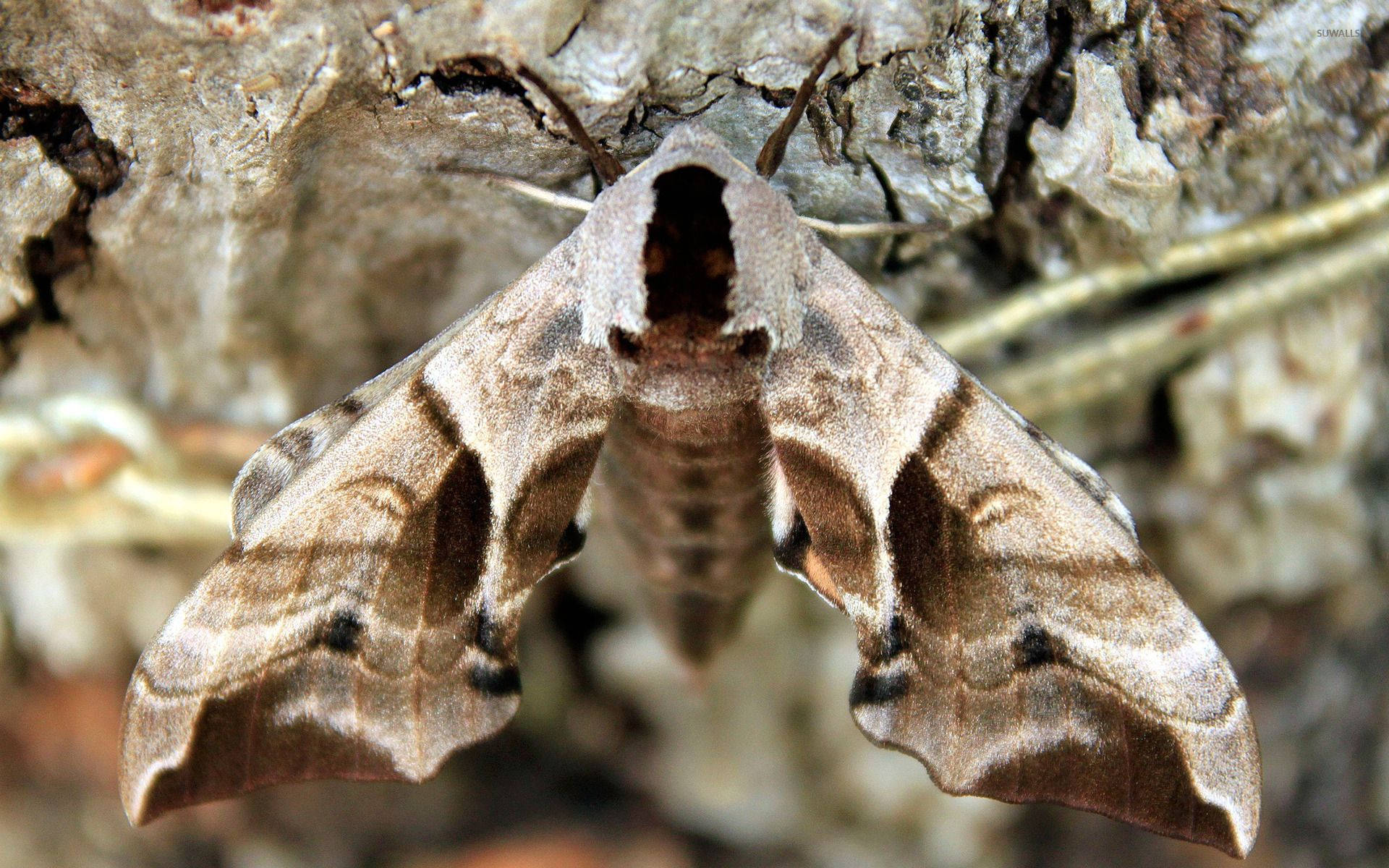 Moth Brown On Cave Wallpaper