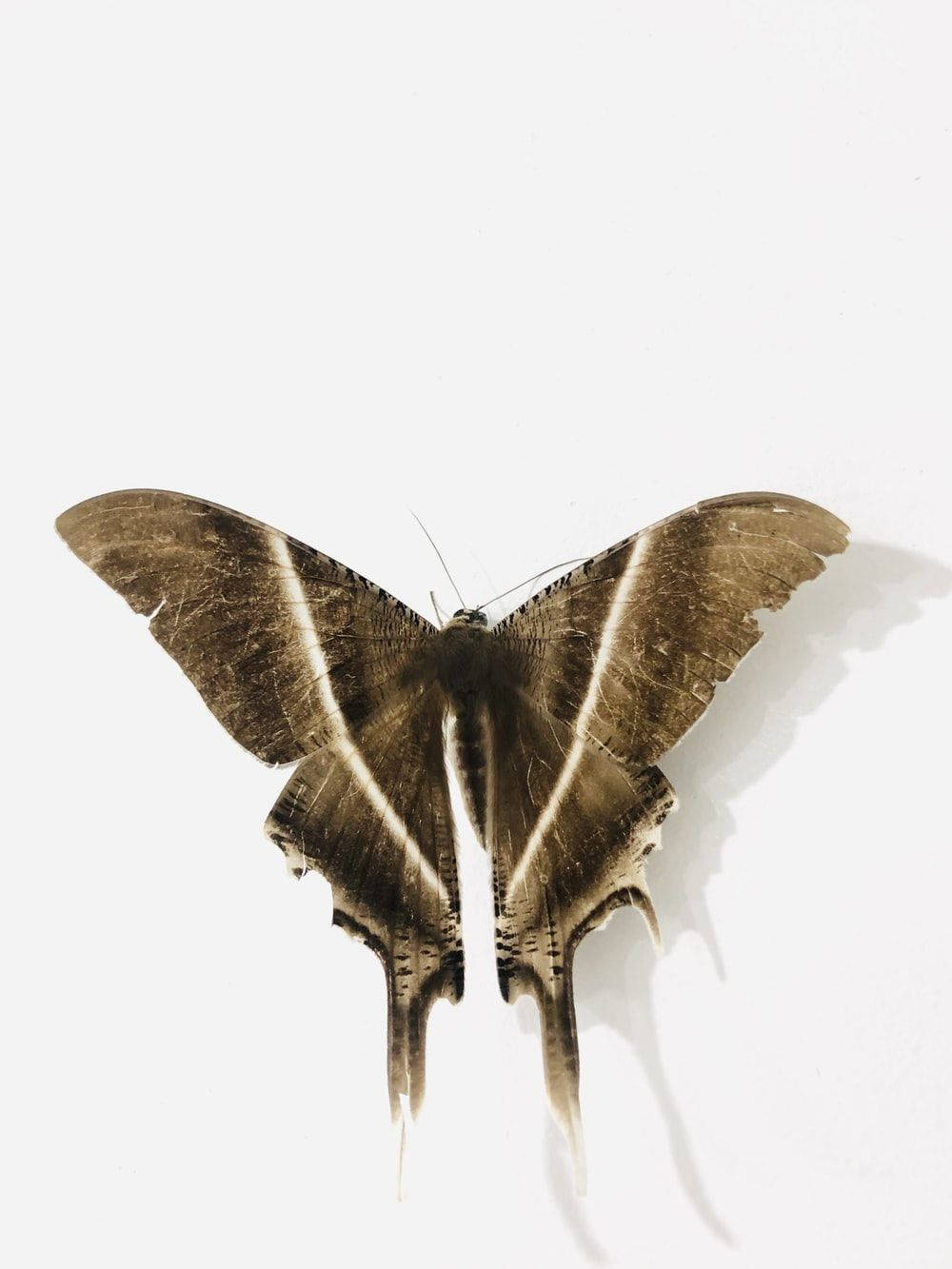 Moth Brown On Plain White Wallpaper