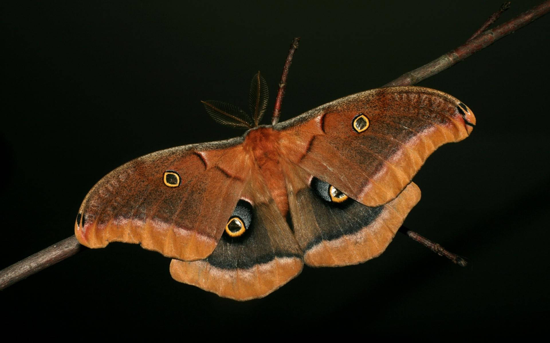 Moth Brown On Thin Branch Wallpaper