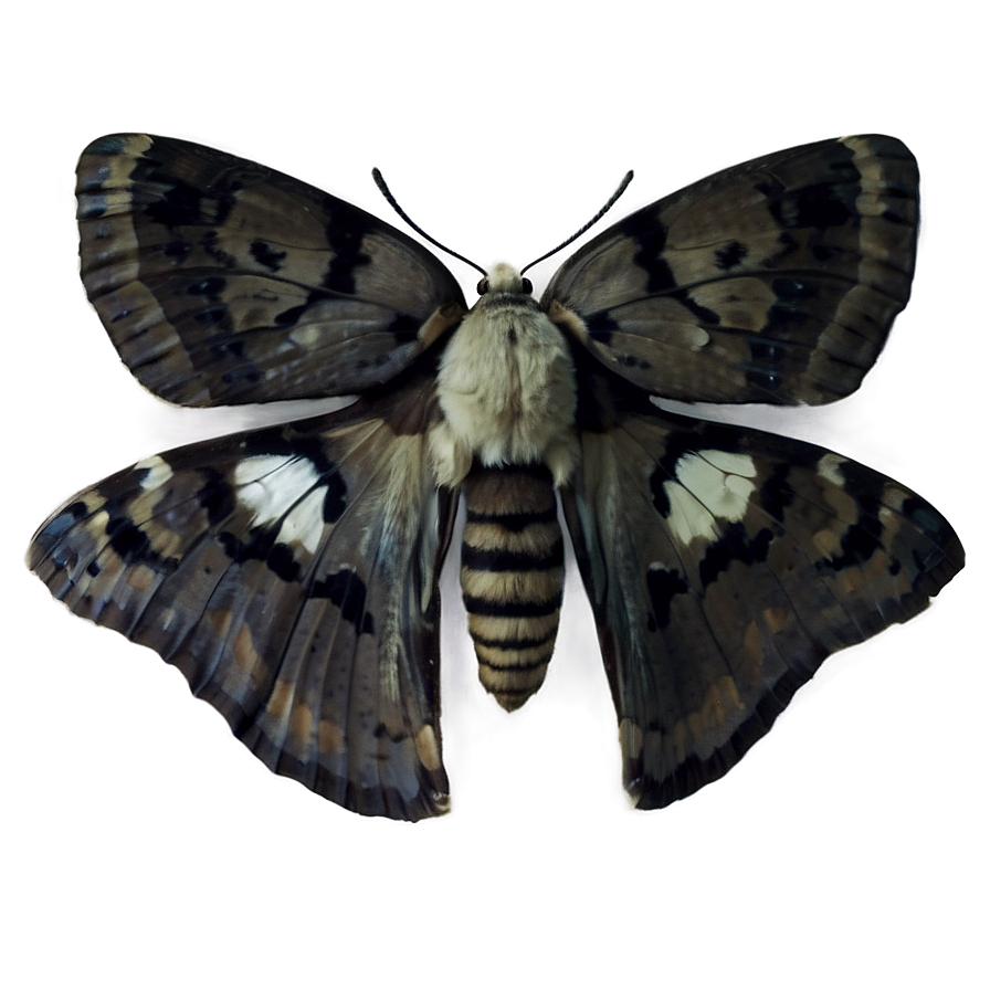 Moth Close-up Png 64 PNG