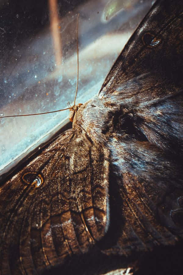 Moth_ Closeup_ Goblincore_ Aesthetic.jpg Wallpaper