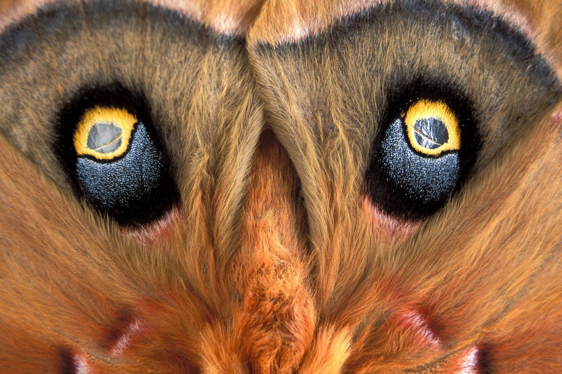 Moth Eyes Close-Up Black And Yellow Wallpaper