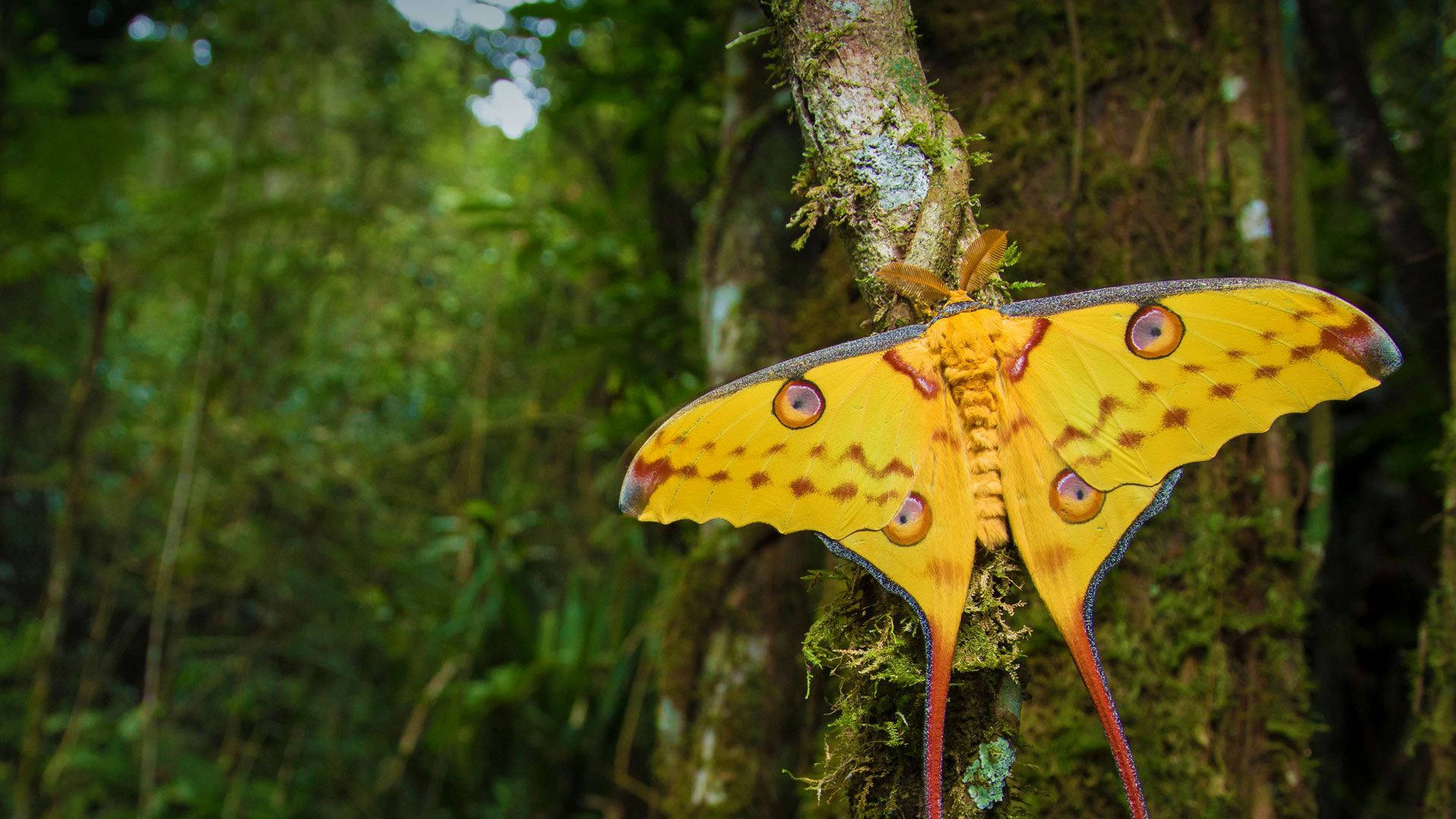 Moth Giant Yellow On Tree Wallpaper